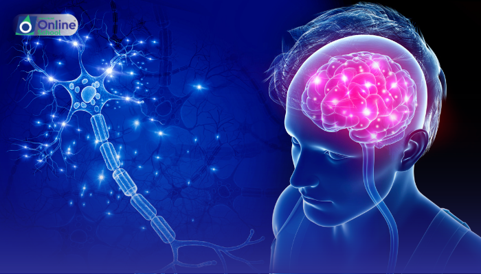 Lesson 05: Receptors and the CNS